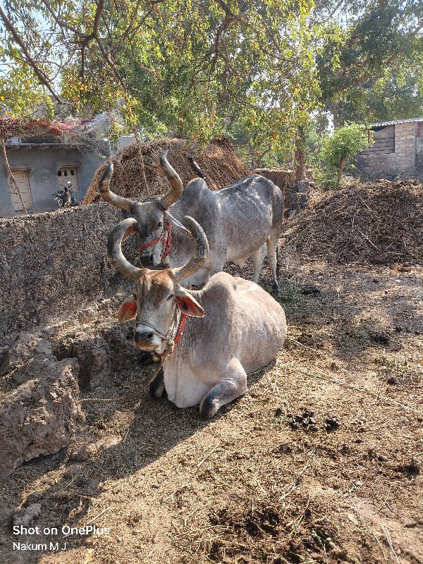 બળદ વેસવા ના સે