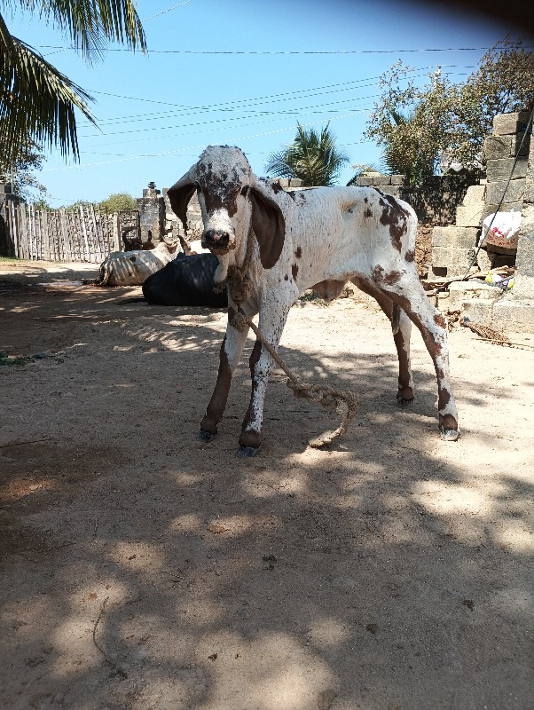 ગાય વેચવાની છે