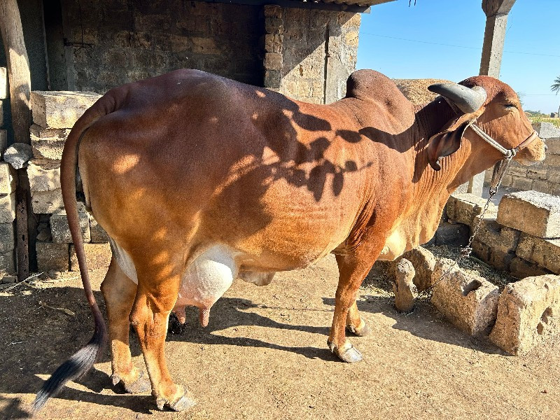 ગાય વેસવાની છે