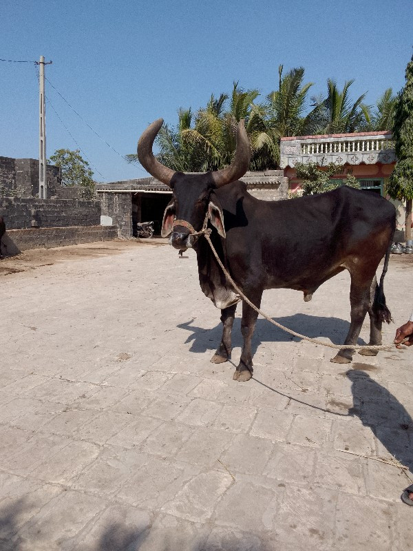 બળદ વેચવાનો છે