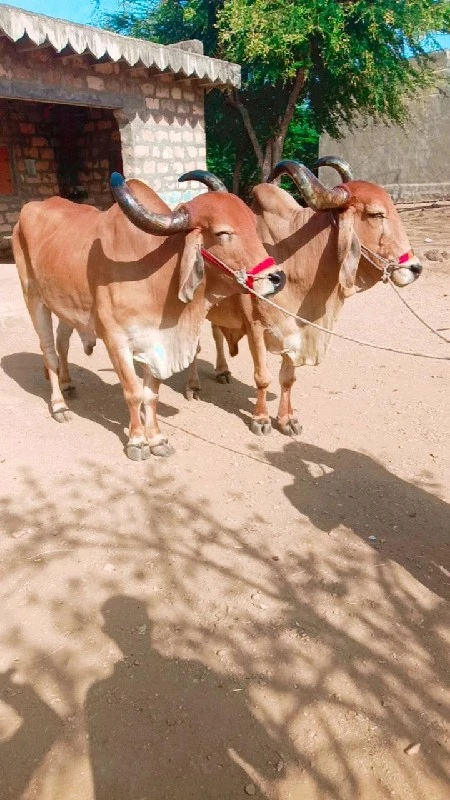 ઉદેપુર ગામ જીલ્...