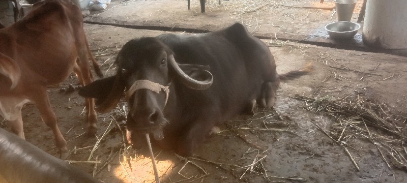 ભેંસ. ભેંસ વેચવ...