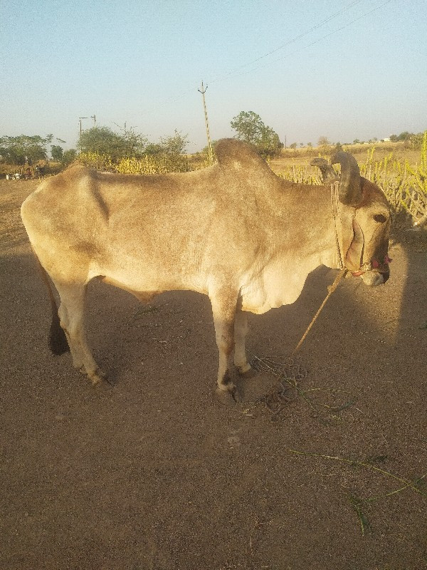 બળદ વેચવાનો છે