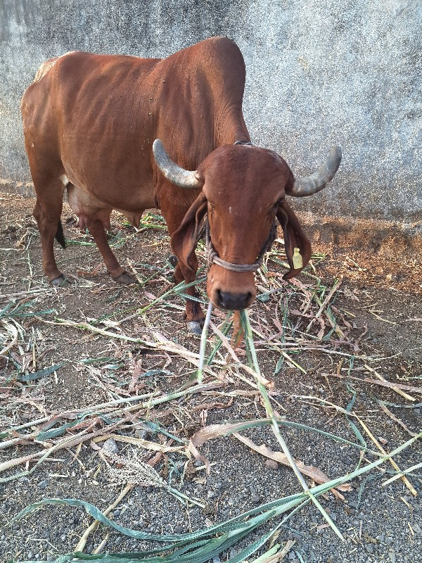 ગાય વેચવાની છે