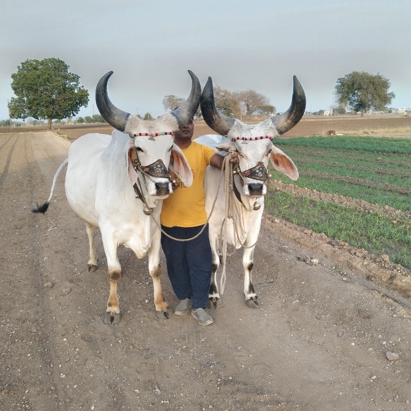 બળદ વેચવાના સે