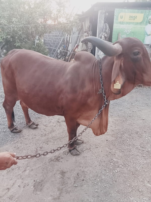સારી ગાય વેચવાન...