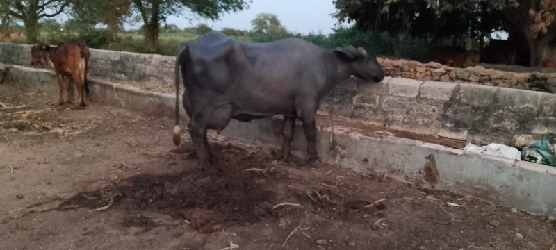 ભેંસ વેચવાની છે...