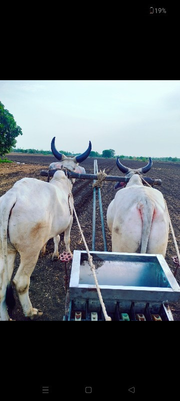 ગોઢલા વેચવાના છ...