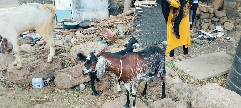 આ બકરી વેચવાની...