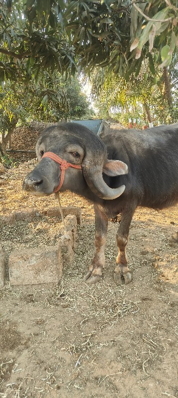 પાડો વેચવાનો છે