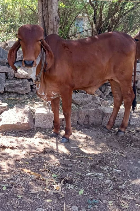 ગીર વાછડી છે