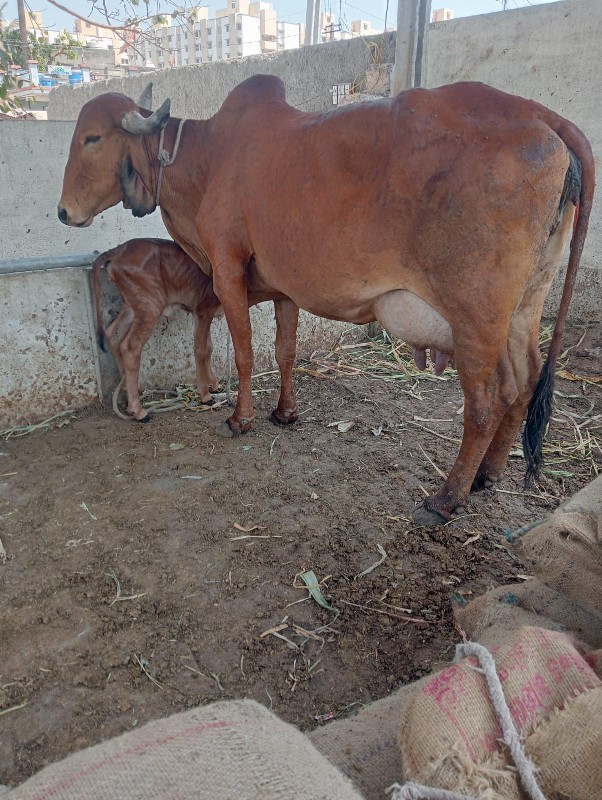 ગીર હોડકી વેચવા...