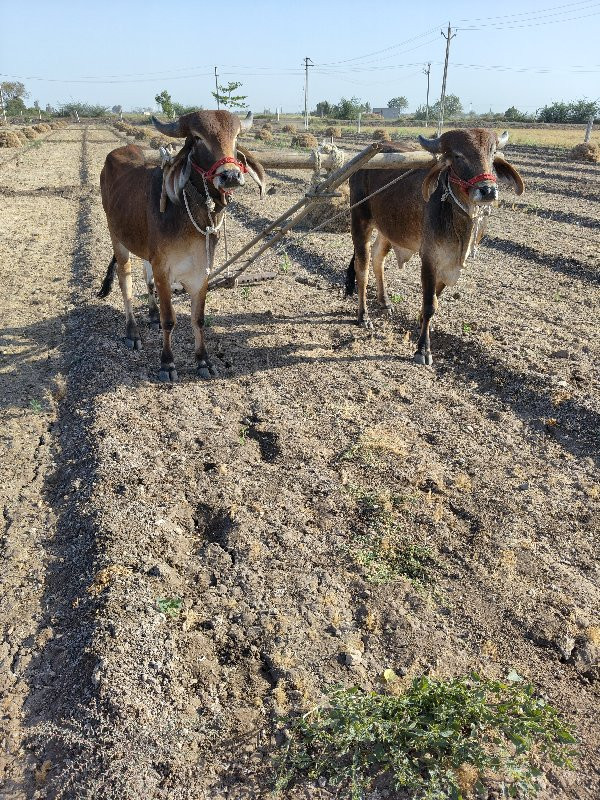 ઘોધલાવેચવાનાછે