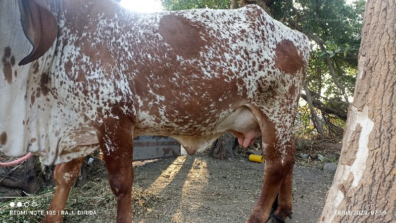 કિમત ૧ લાખ પુરા