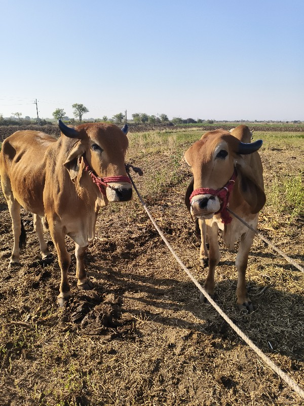 ગોધલા વેચવાના છ...