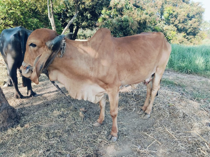 ગાય વેચવાની છે.