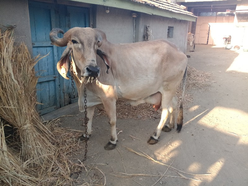 ગાય વેચવા ની છે