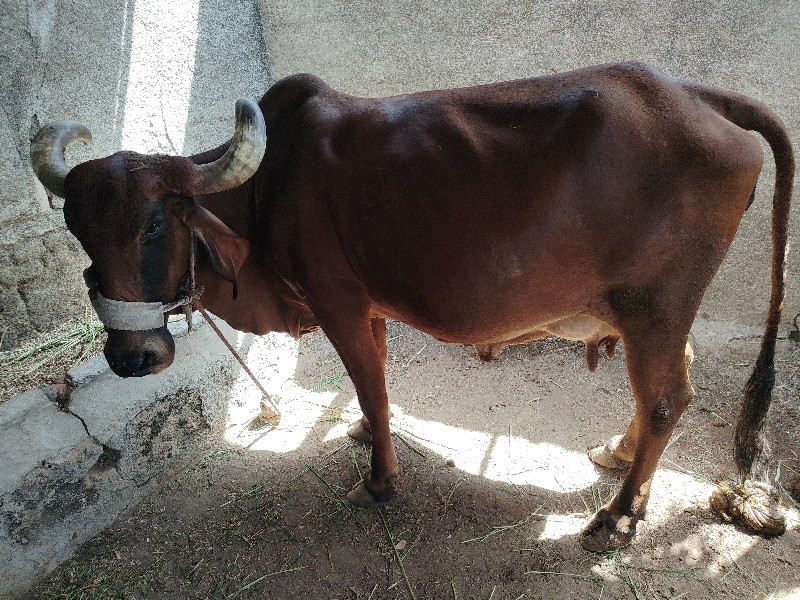 ગાય વેચવાની છે