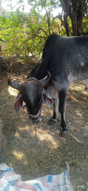 વાસડા વેચવાના છ...