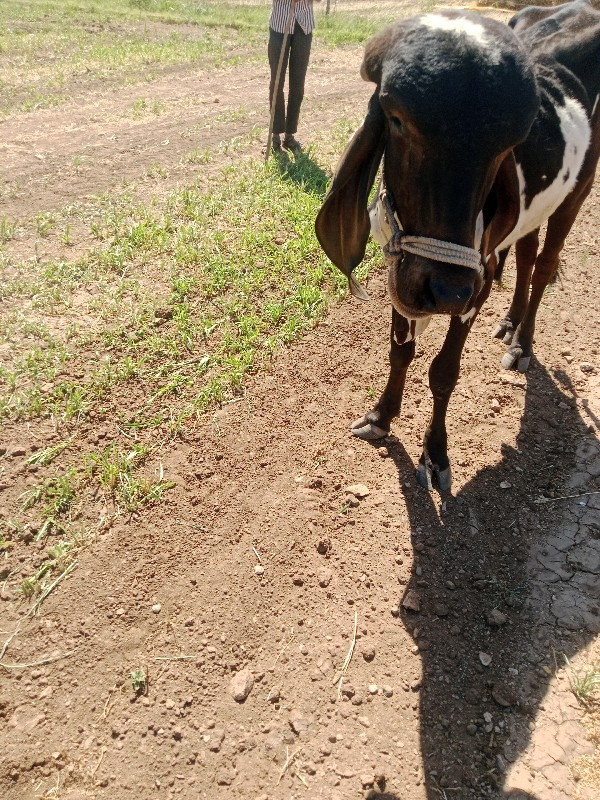 હાઠણો વેસવા નો...