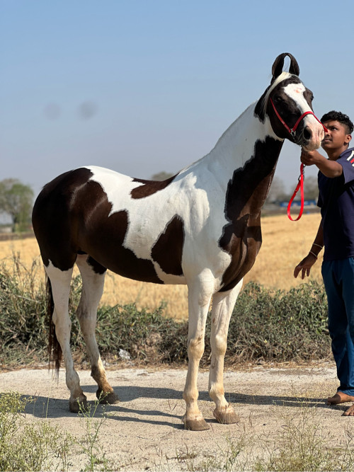 સાટા પન કરવાના...