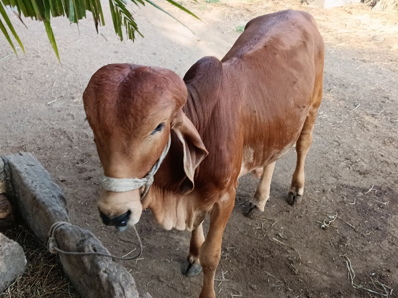 વાસડો‌ વેચવાનો...