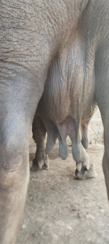 ભેસ