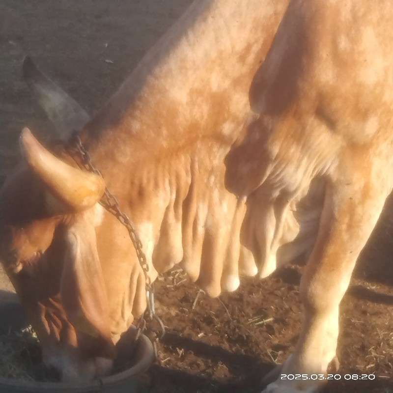 સોનકપીલાગાયવેચવ...