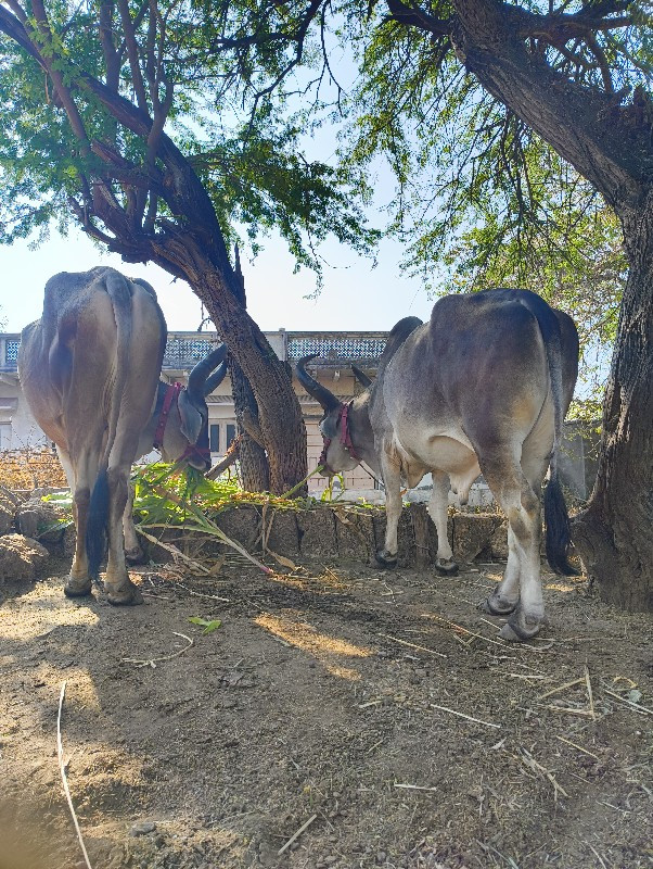 ગોધલા બીજી ધર મ...