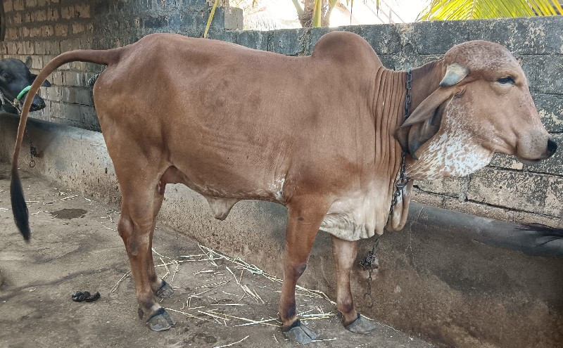 ગીર ગાય વેચવાની...