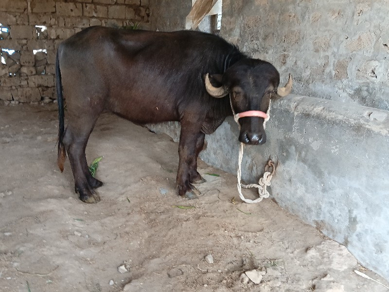 ખડેલી વેચવાની છ...