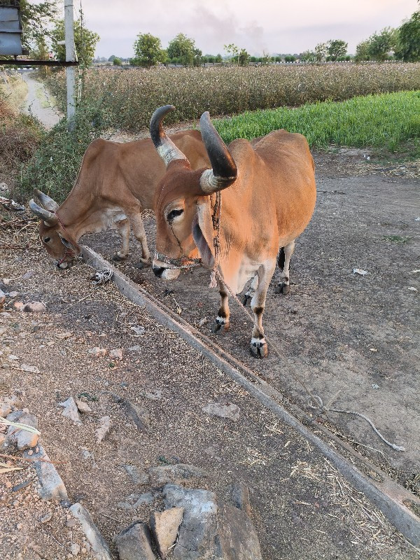 ફુલ જવાબ દારી