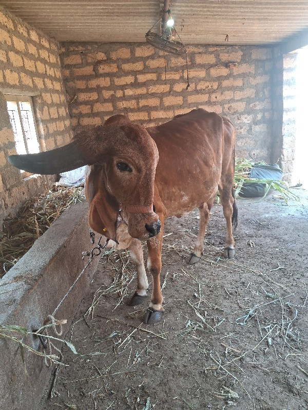 ગાયવેશવાનીછે