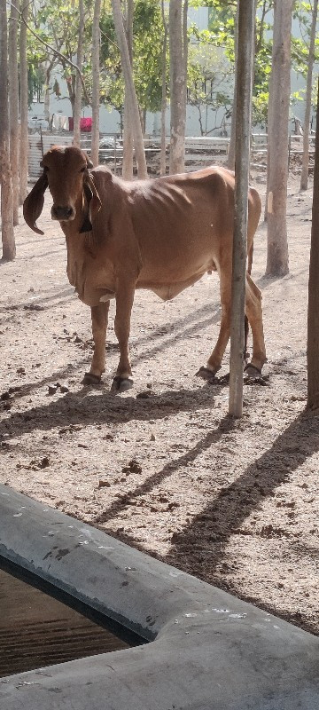 ગીર વોડકી વેચવા...