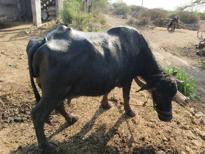 ભેંસ વેચવાની છે