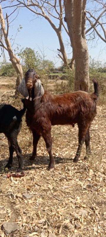 બોકડો વેચવાનો છ...