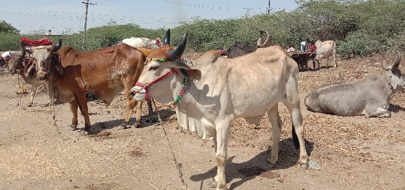 શિવ સાહેબ