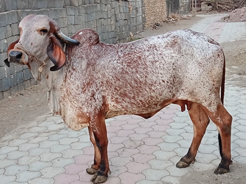 ગીર ગાય વેચવાની...