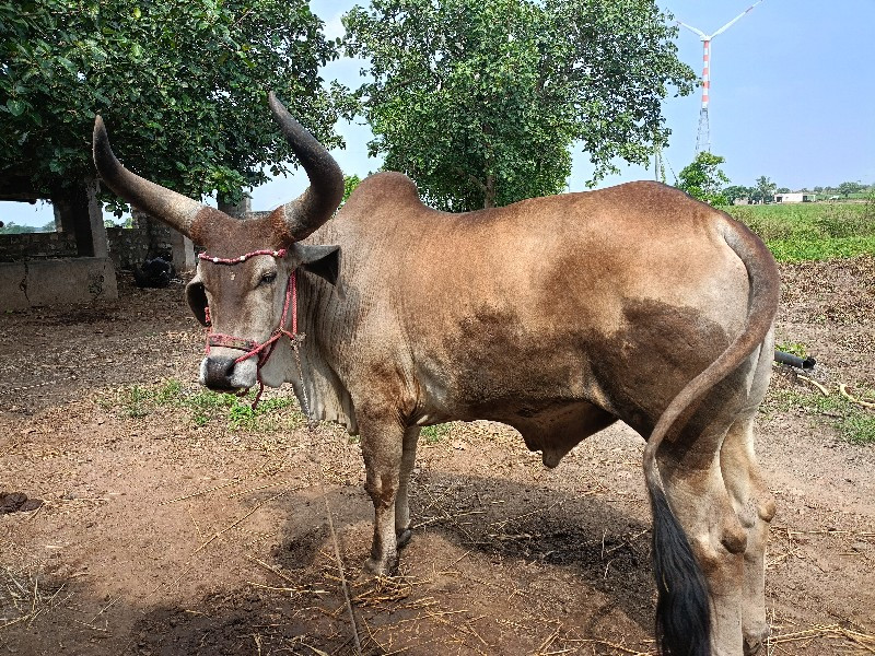 ગોધાલ