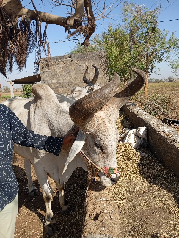 બળદ વેચવાનાછે