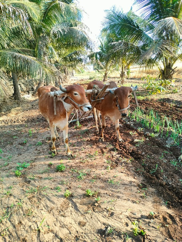 ગોધલા