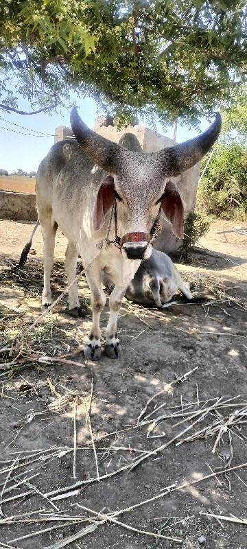 ગોઢલા