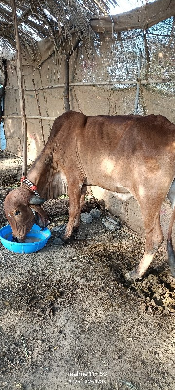 ગીર હોળકી વેચવન...