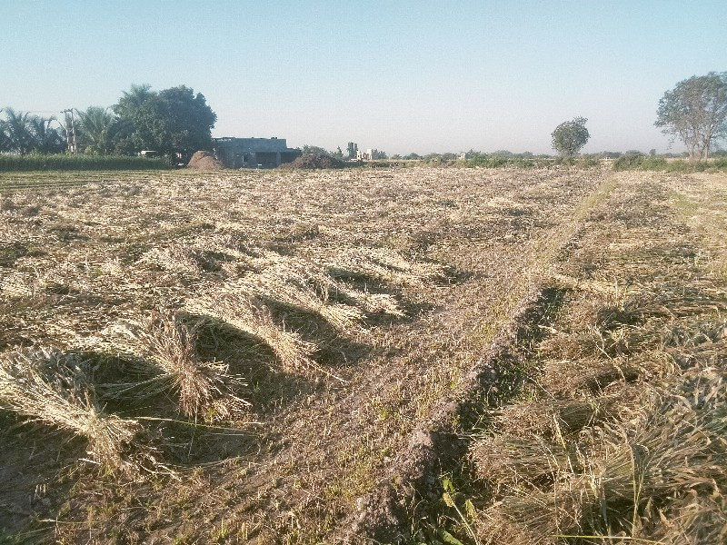 જુવાર