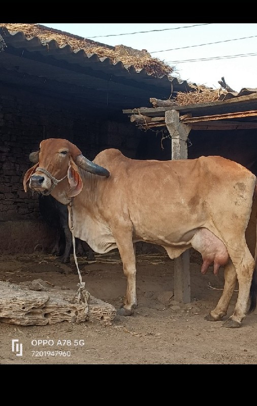 ગીર ગાય વેચવાની...