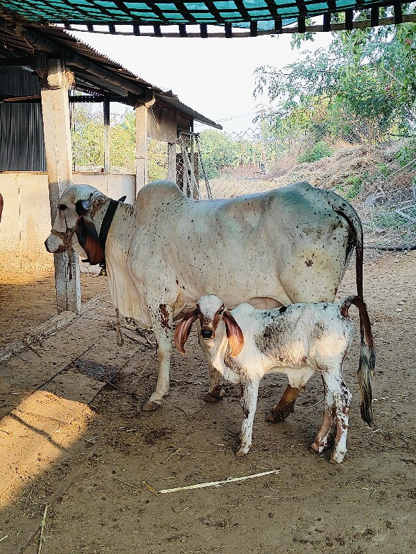 ગાય વેચવાની છે