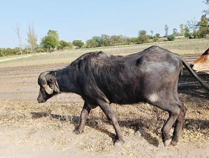 પાડી વેચવાની છે