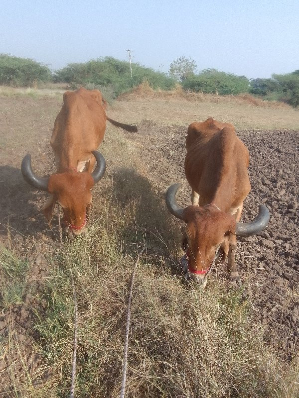 બરધ વેસવાનાસે