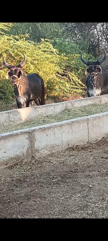 બળદ વેચવા ના છે