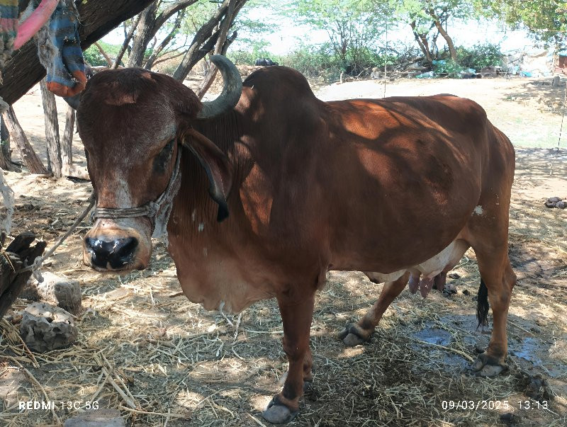 ગીર ગાય વેચવાની...